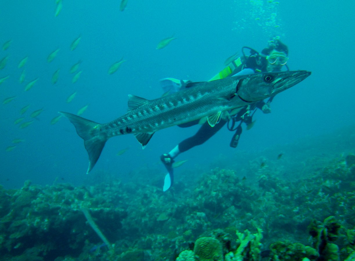 Alexandra und der Barracuda