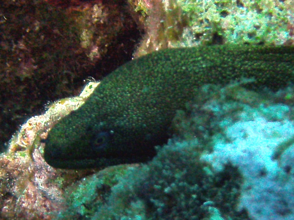 moray