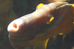 Lippfisch