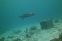 Tarpon