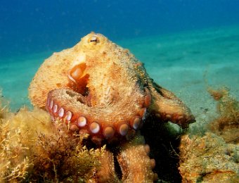 oktopus.JPG