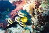 Wimpelfische2