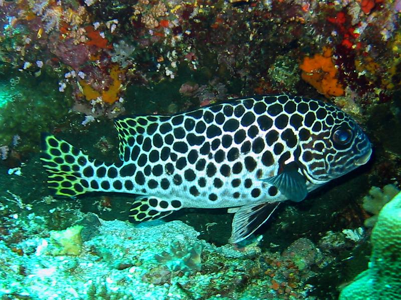 lippfisch.jpg