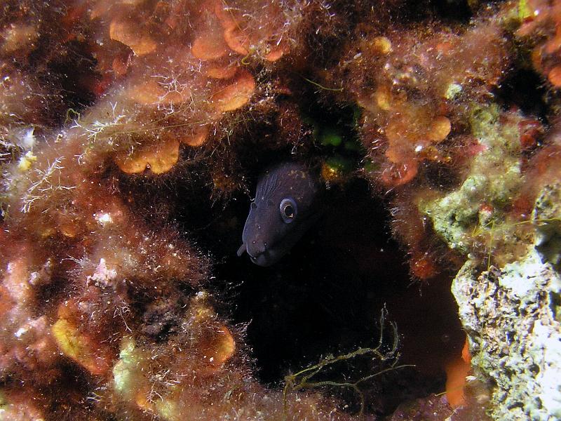 moray3.jpg - OLYMPUS DIGITAL CAMERA