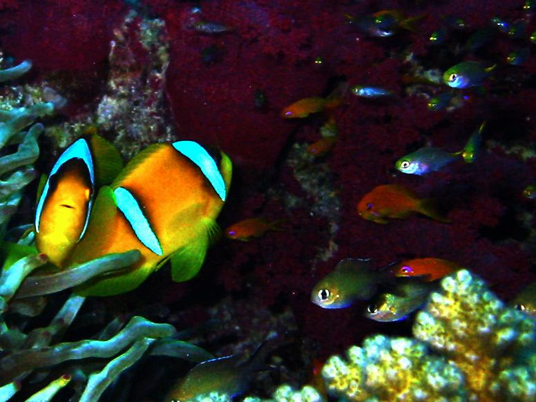 nemo29.jpg
