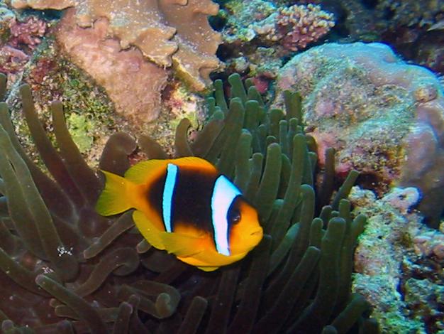nemo3.jpg