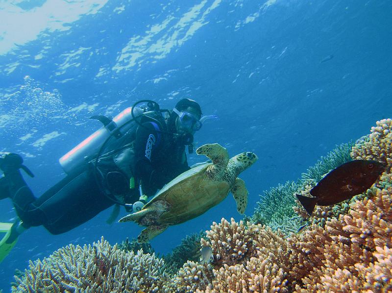 turttle+diver.jpg - OLYMPUS DIGITAL CAMERA