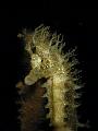 Seepferd-nachts2