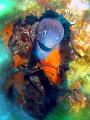 moray