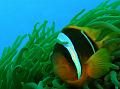 nemo5