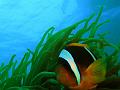 nemo6