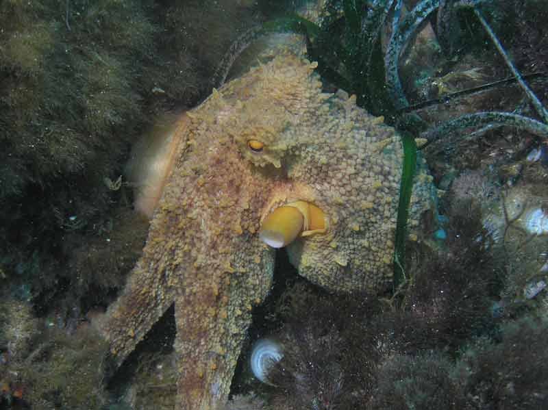oktopus