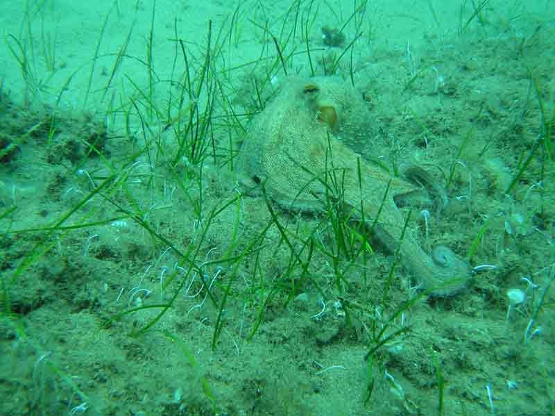 oktopus2