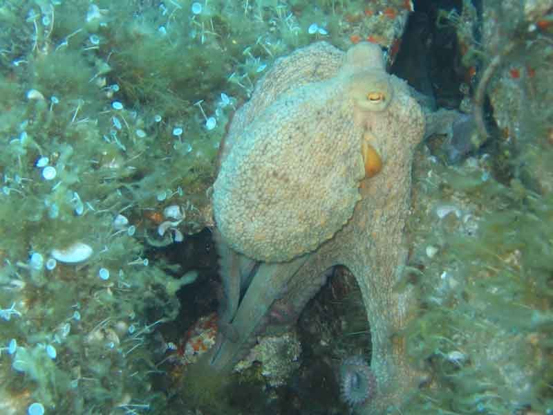 oktopus3