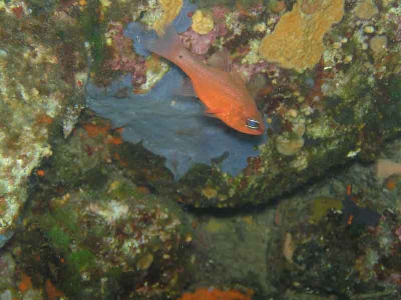 soldatenfisch
