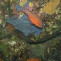 soldatenfisch