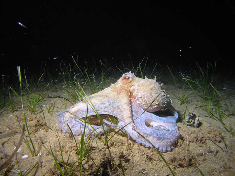 octo.jpg