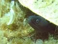 moray