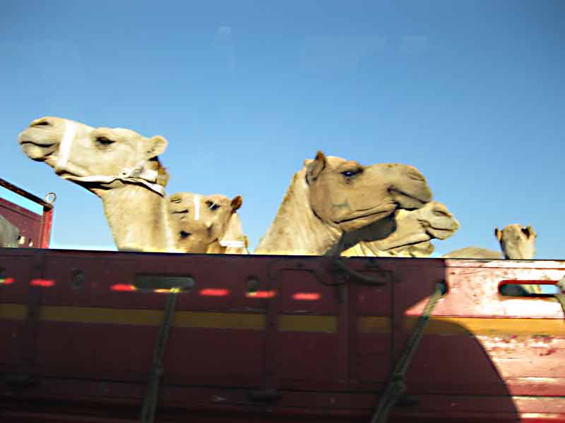 camel.jpg