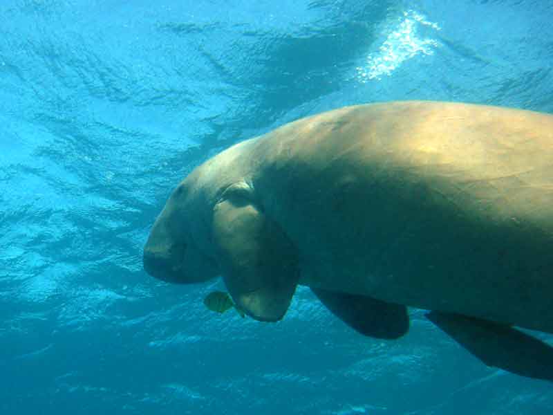 dugong1.jpg