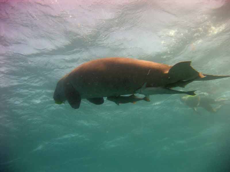 dugong2.jpg