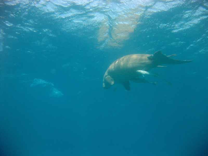 dugong3.jpg