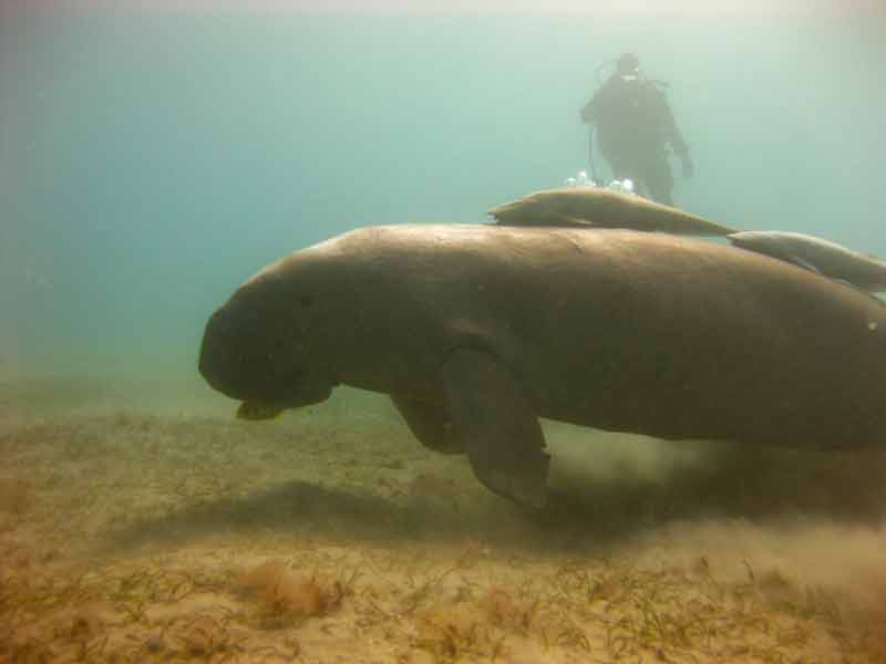 dugong4.jpg