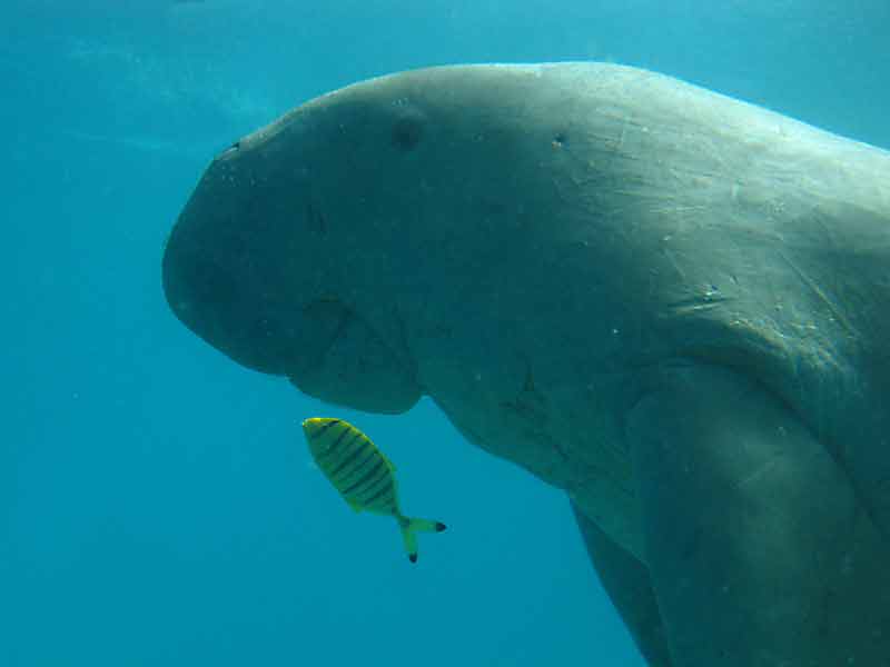 dugong5.jpg