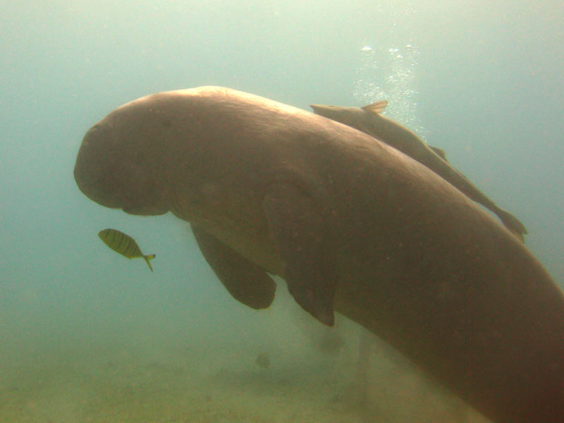 dugong6.jpg