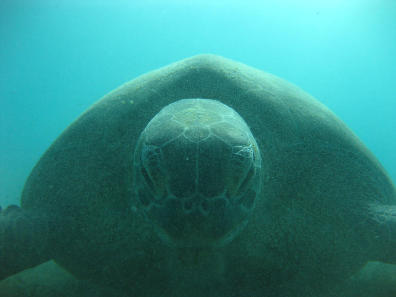 turtle3.jpg