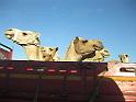 camel