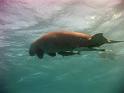 dugong2