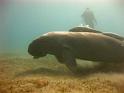dugong4