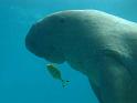 dugong5