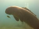 dugong6