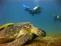 turtle1