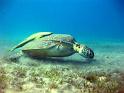 turtle2