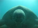 turtle3