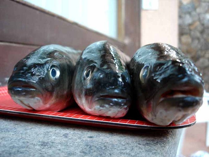 Fische